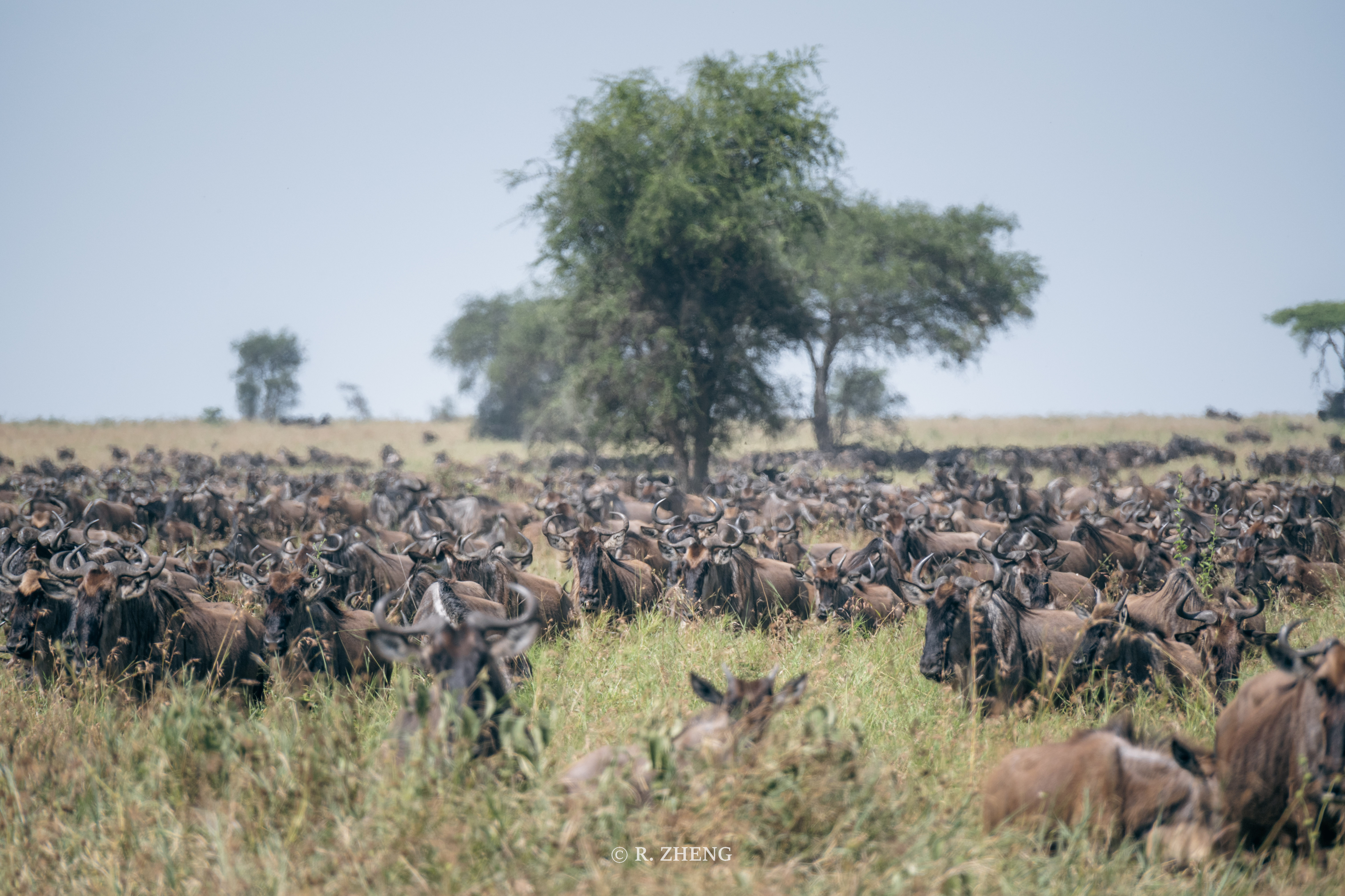 Serengeti, Tanzania