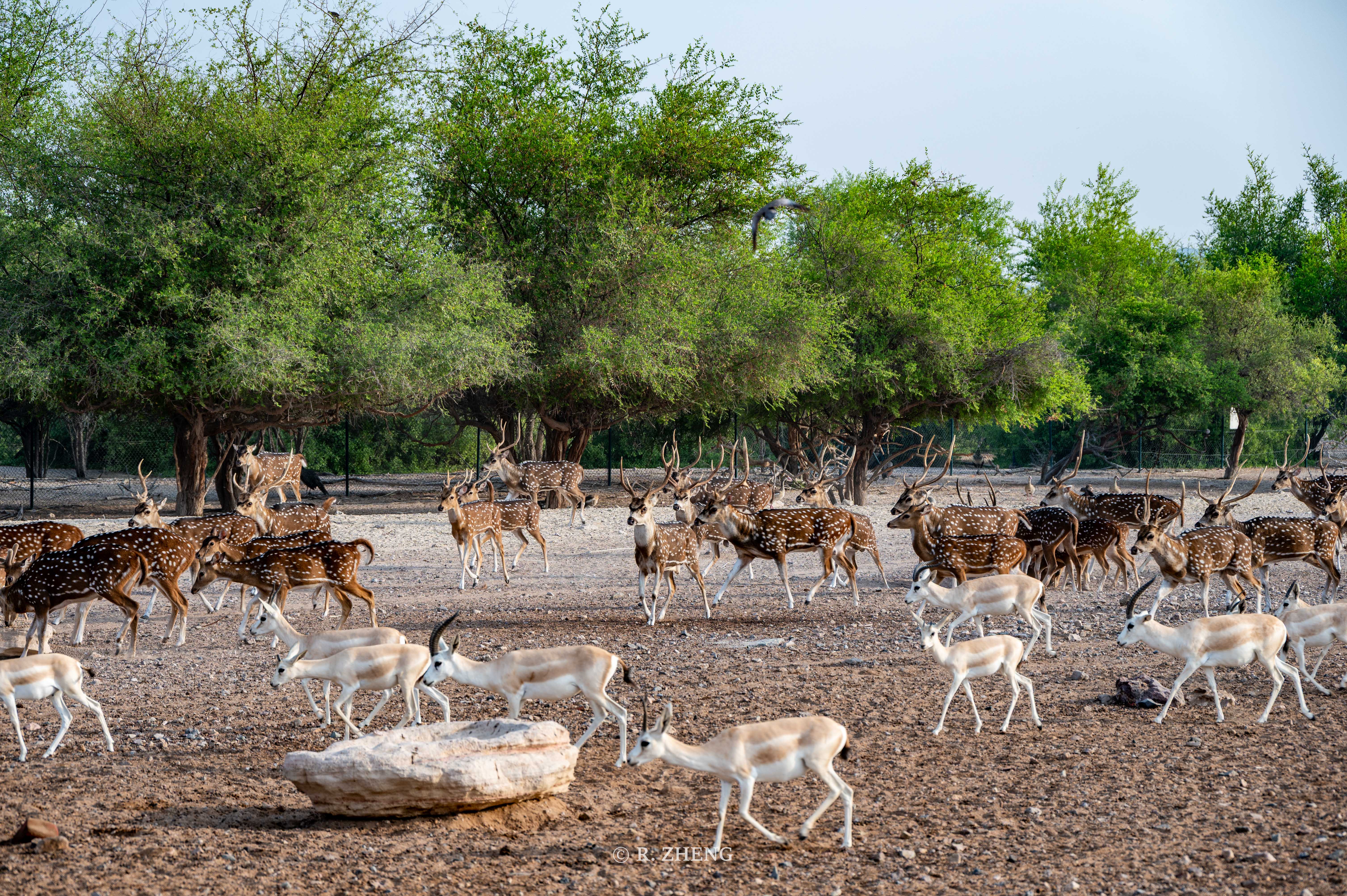 Sir Bani Yas Island, UAE