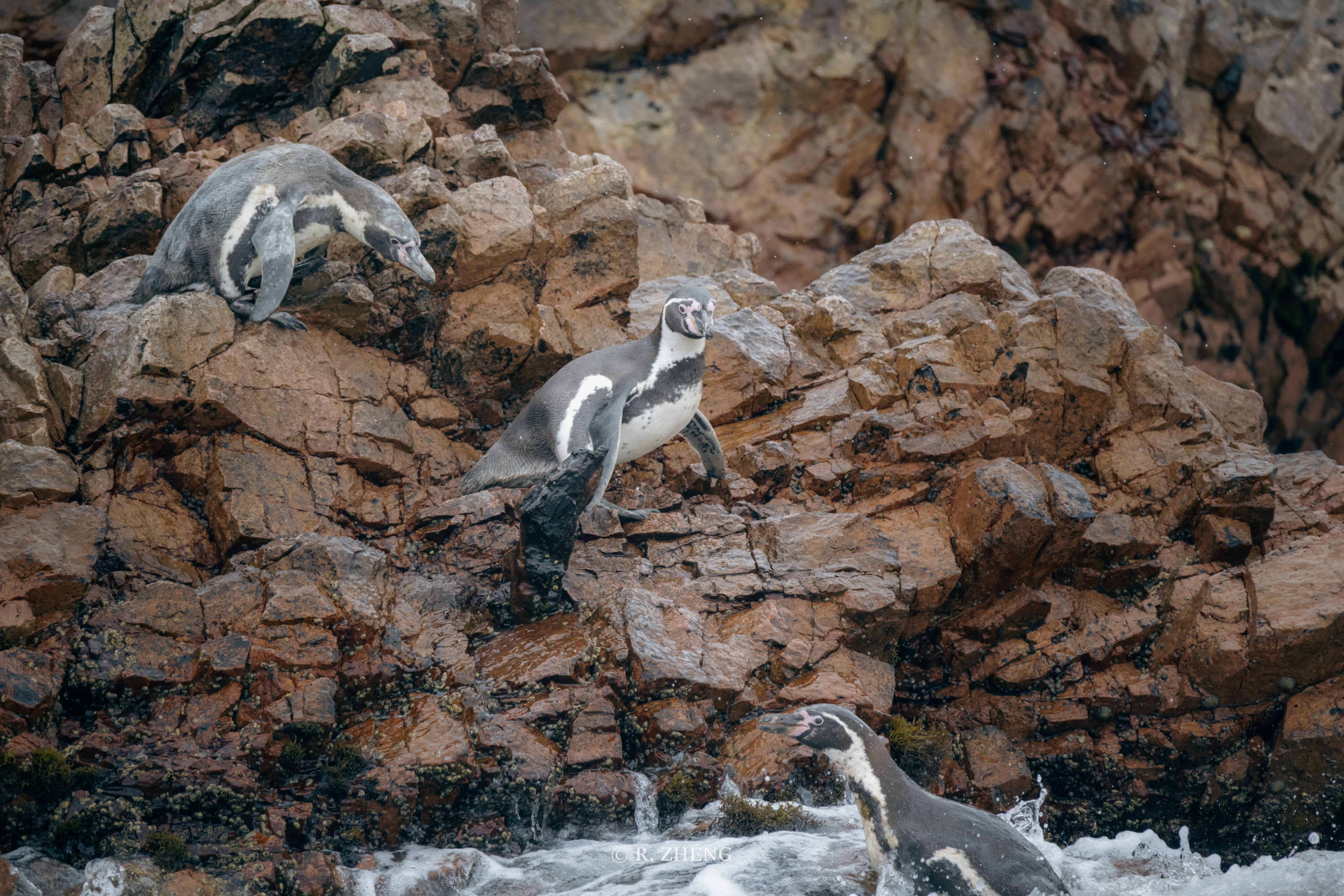 Islas Ballestas, Peru